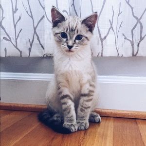 Meet your Posher, Diana